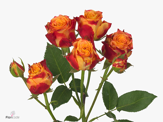 Роза куст атомик