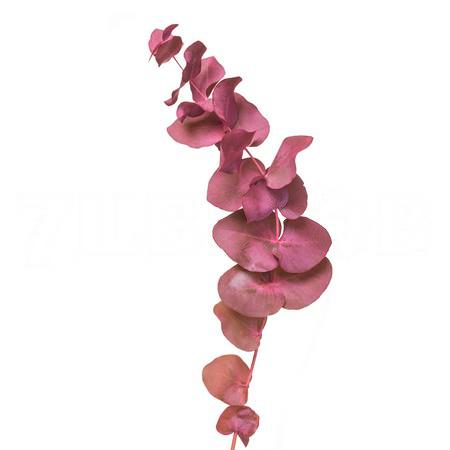 Листья Эвкалипт краш. цинерея розовый