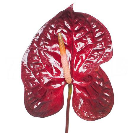 Anthurium morano