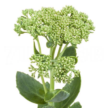 Sedum spectabile