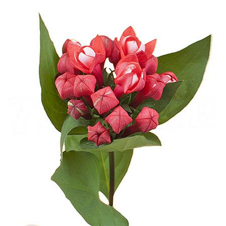 Бовардия махровая даймонд корал в Москве