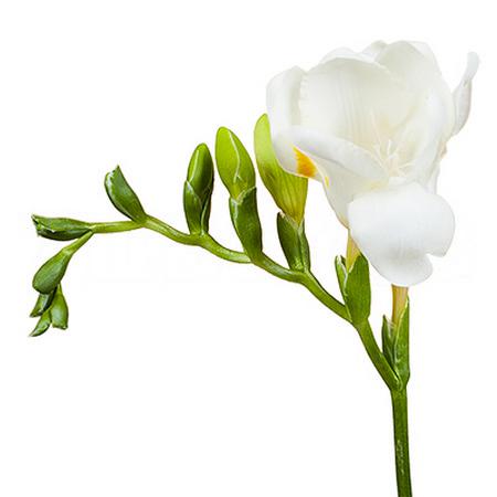 Фрезия ду рига