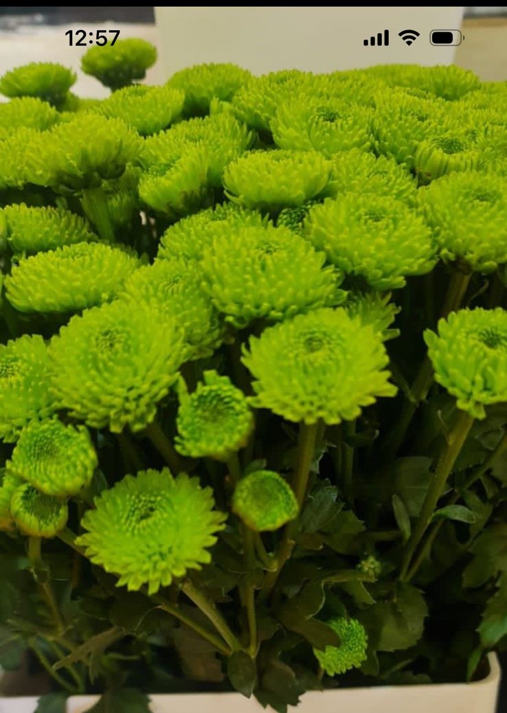 Chrysanthemum spray green