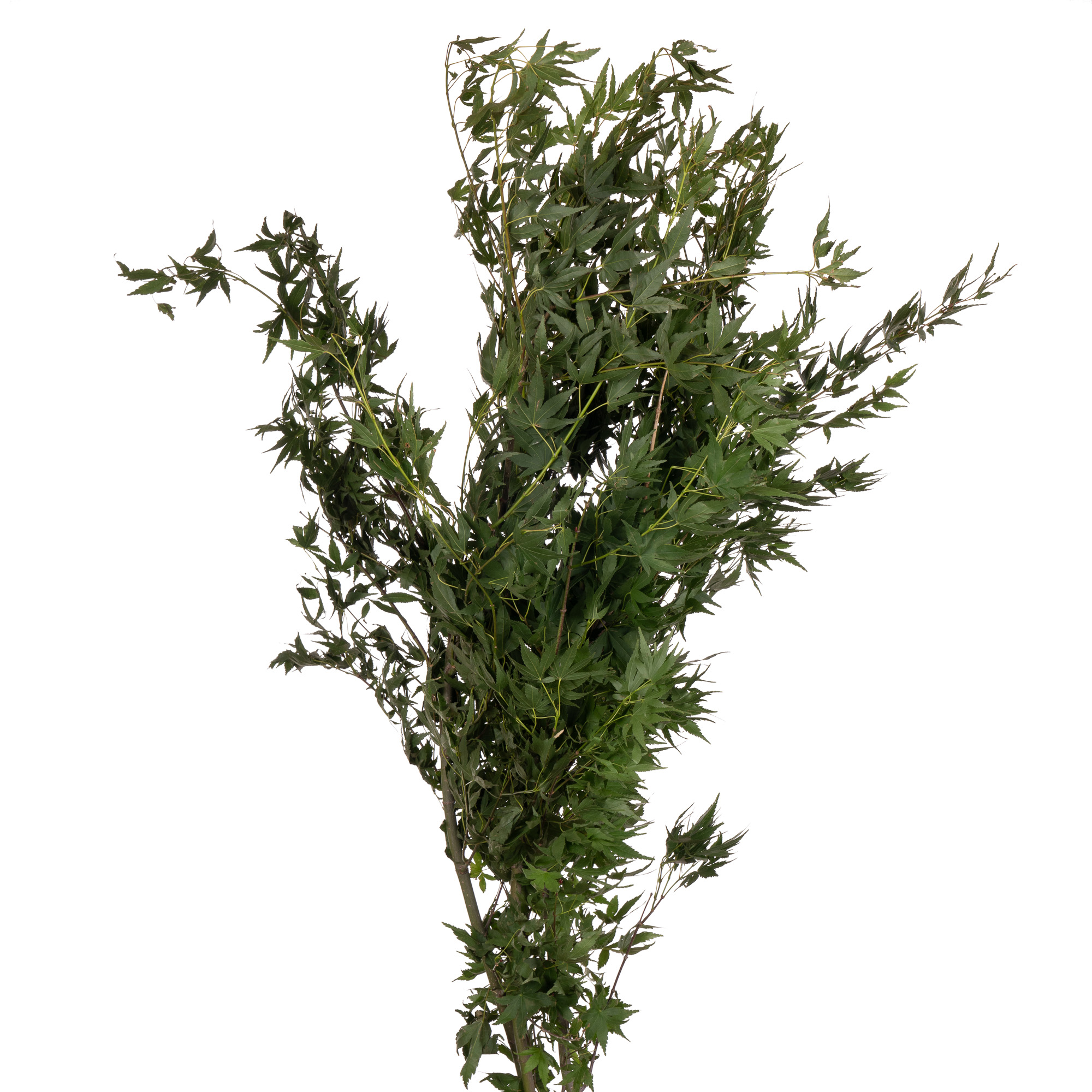 Blad Asparagus treefern