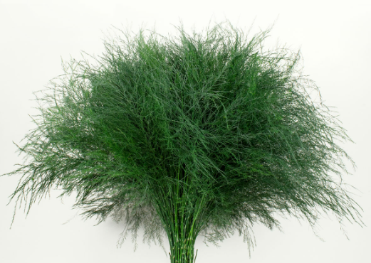 Blad Asparagus treefern