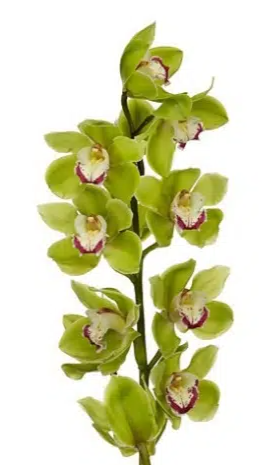 Cymbidium green jade