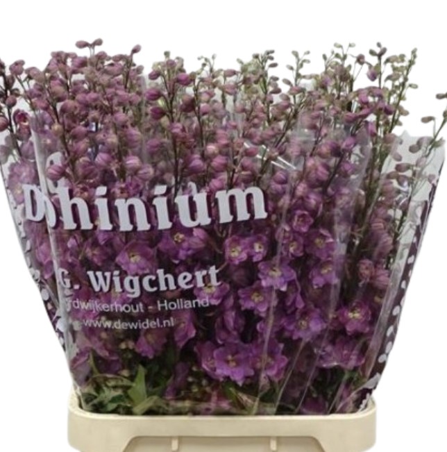 Дельфиниум рид темно-розовый в Санкт-Петербурге