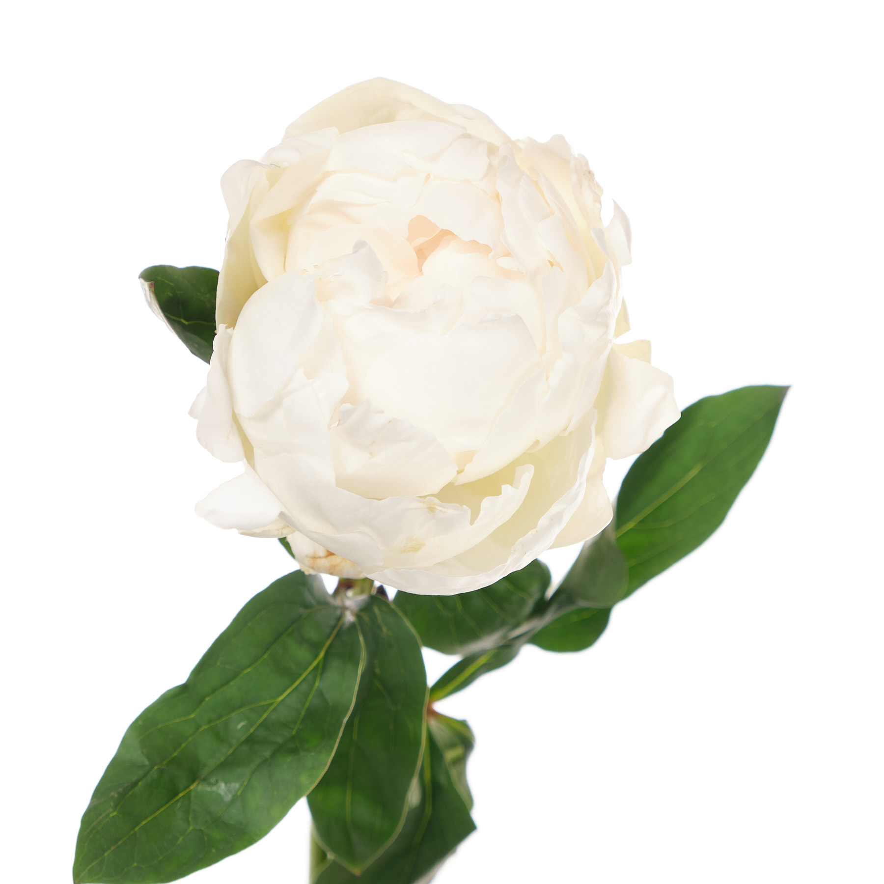 Paeonia elsa sass
