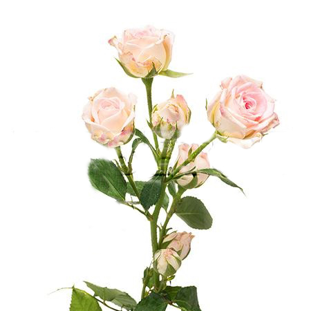 Роза куст креми твистер в Москве