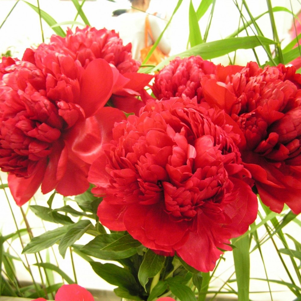 Пион крисмас вельвет ред