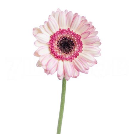 Gerbera mini lollipop