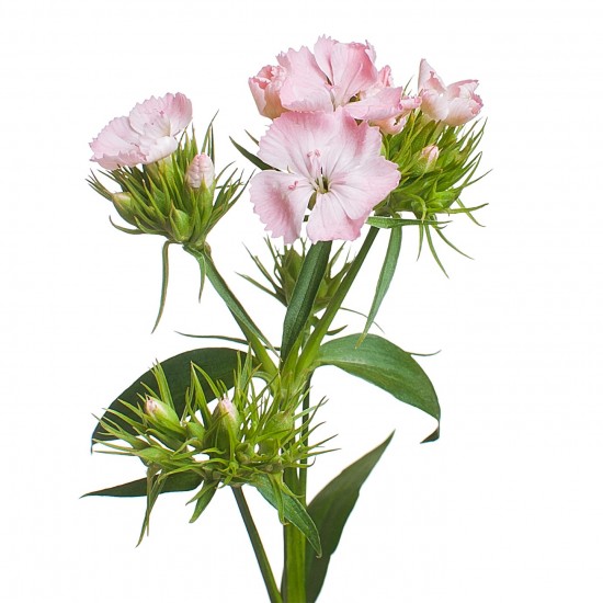 Гвоздика барбарелла брайт пинк