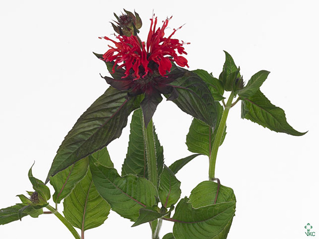 Monarda red fountain