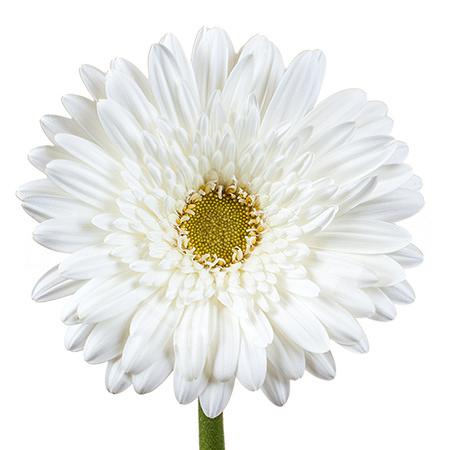 Гербера свонлейк