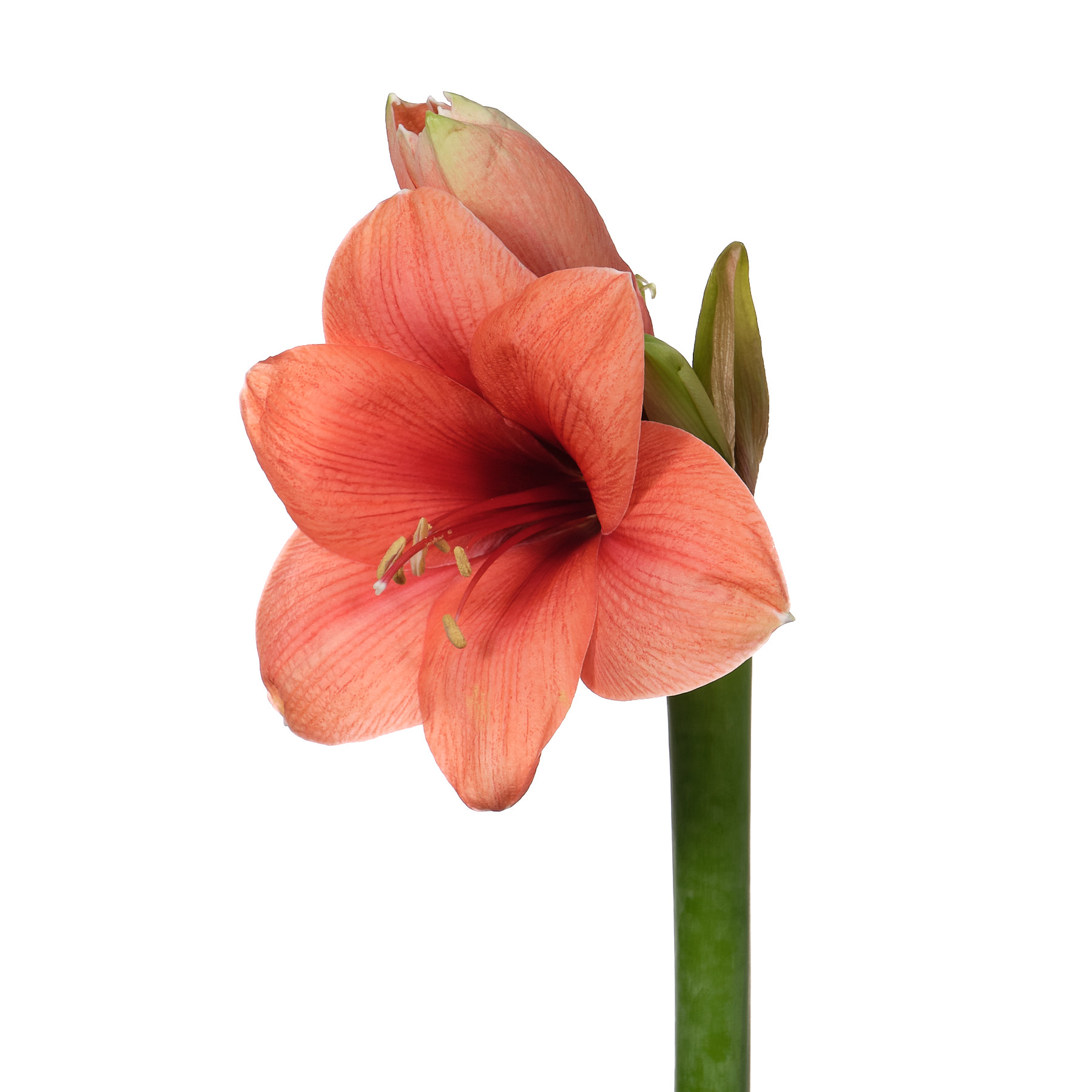 Walmart amaryllis