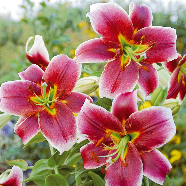 Лилия восточная джоп в Санкт-Петербурге