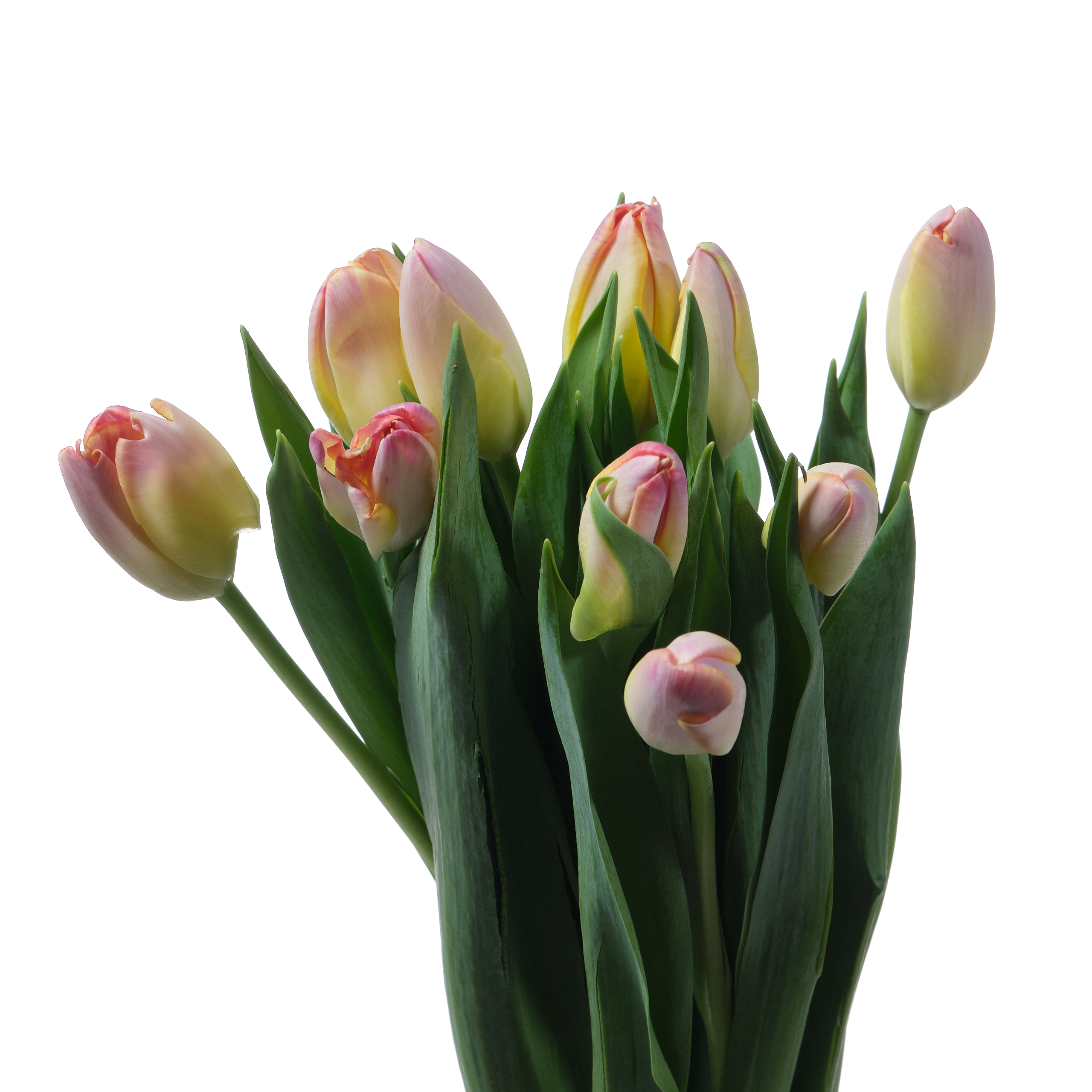 Тюльпан эн супри эротик в Москве