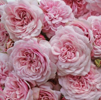 Роза куст свит антик фрилендер