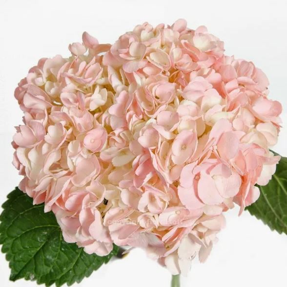 Гидрангия краш. селект сальмон