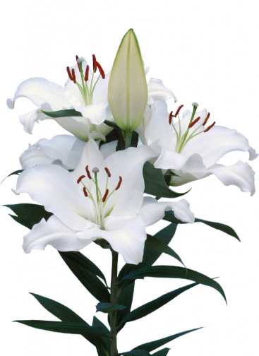 Lilium or pacific ocean