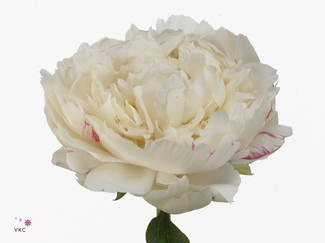Paeonia snow princess