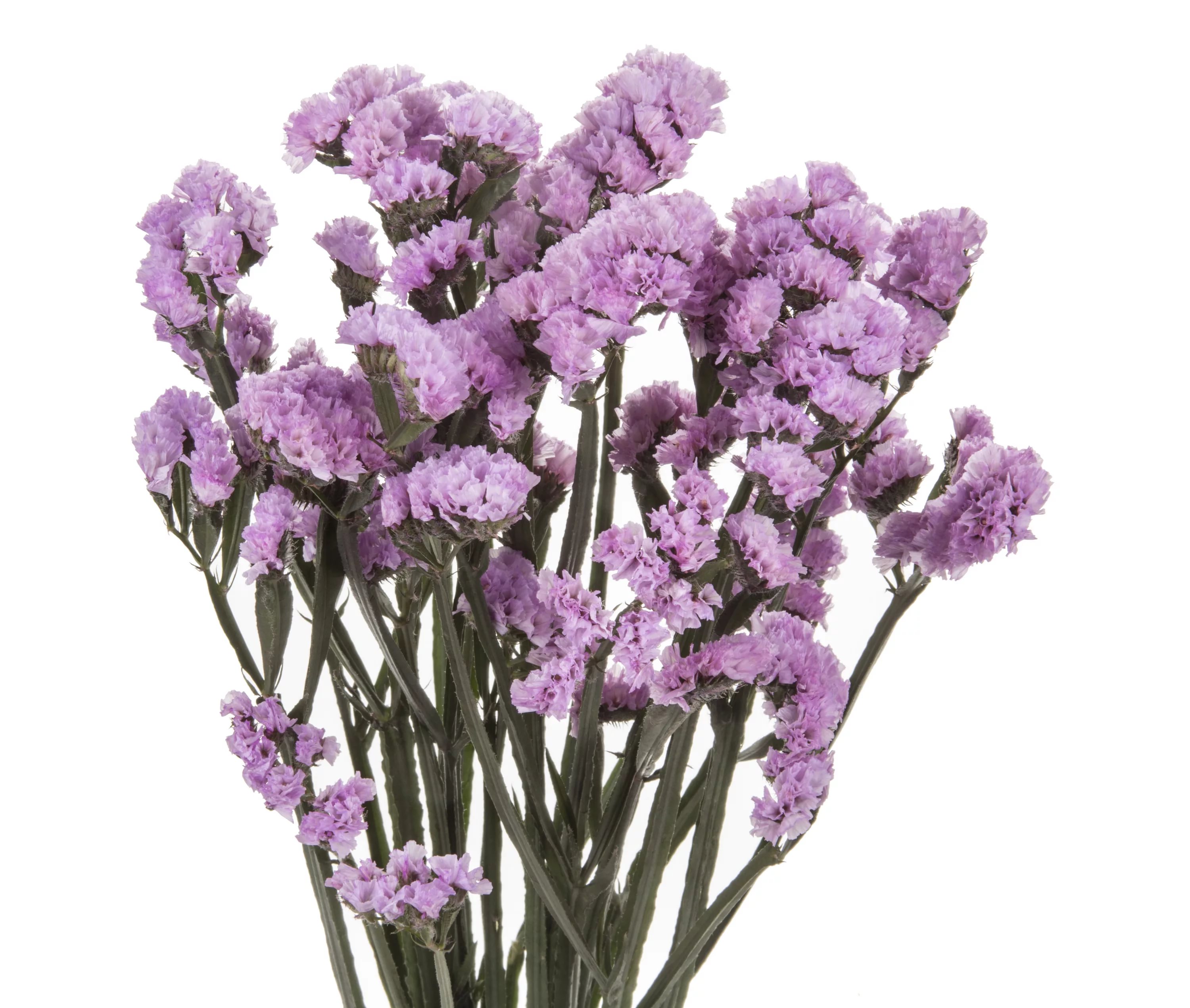 Статица ара лавандовая