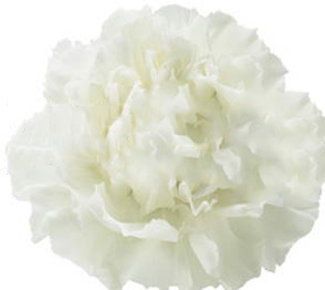 Carnation randal 