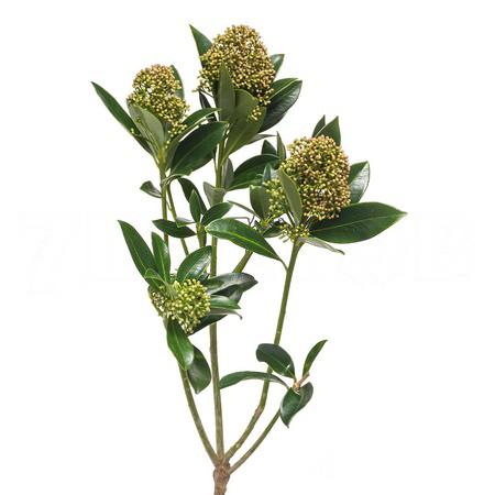 Скиммия вайт глоб