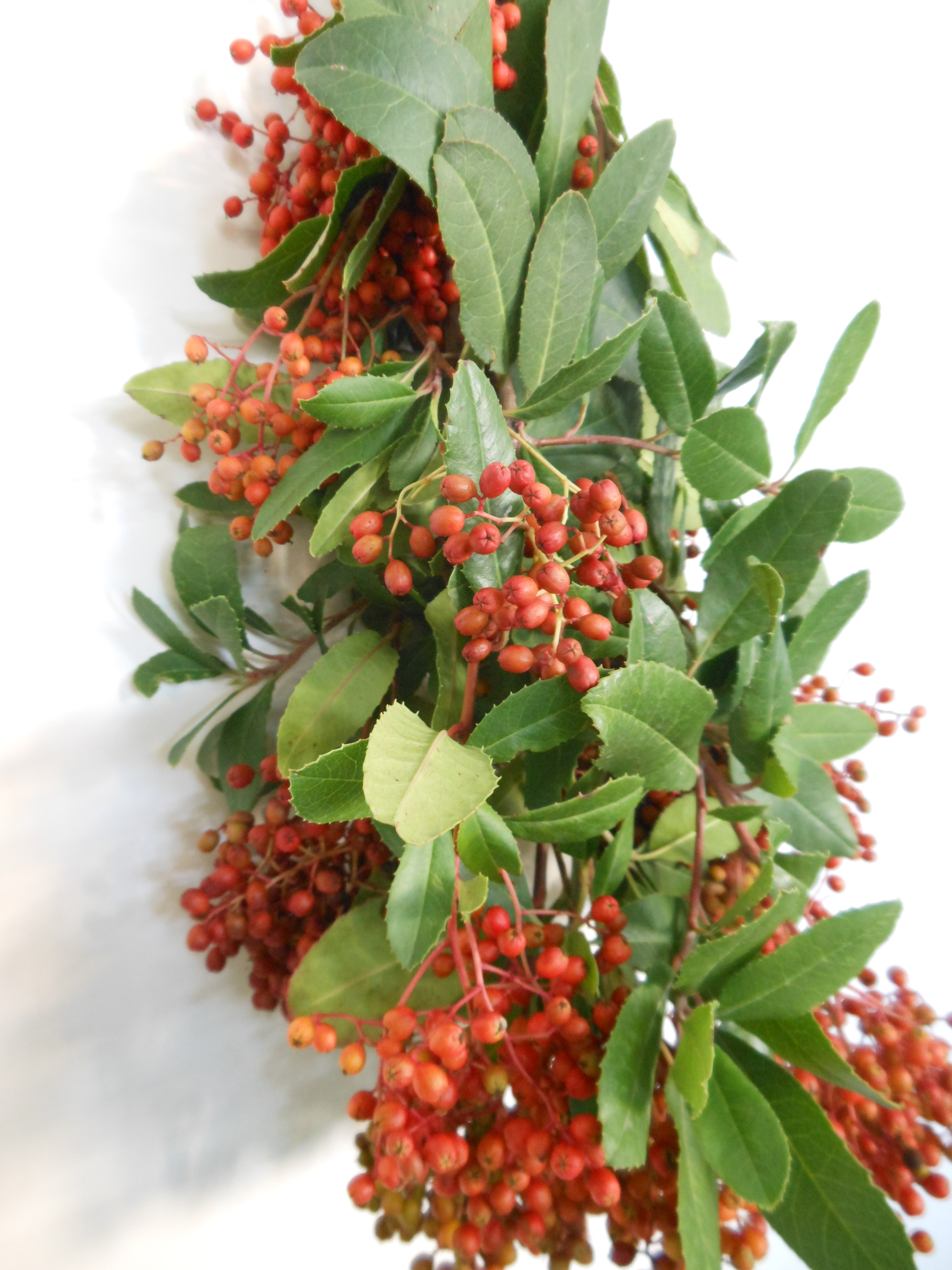 Фотиния ред берри в Москве