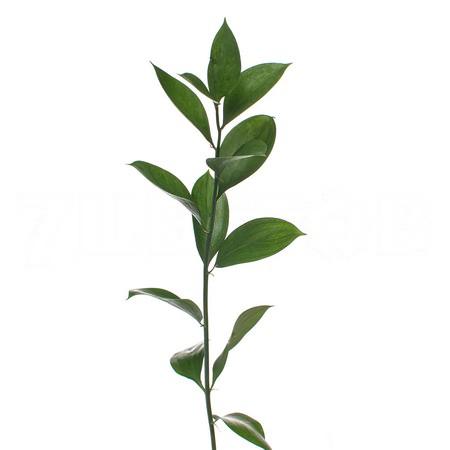 Листья Рускус гипофиллум