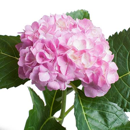 Гидрангия меджикал акварель в Москве