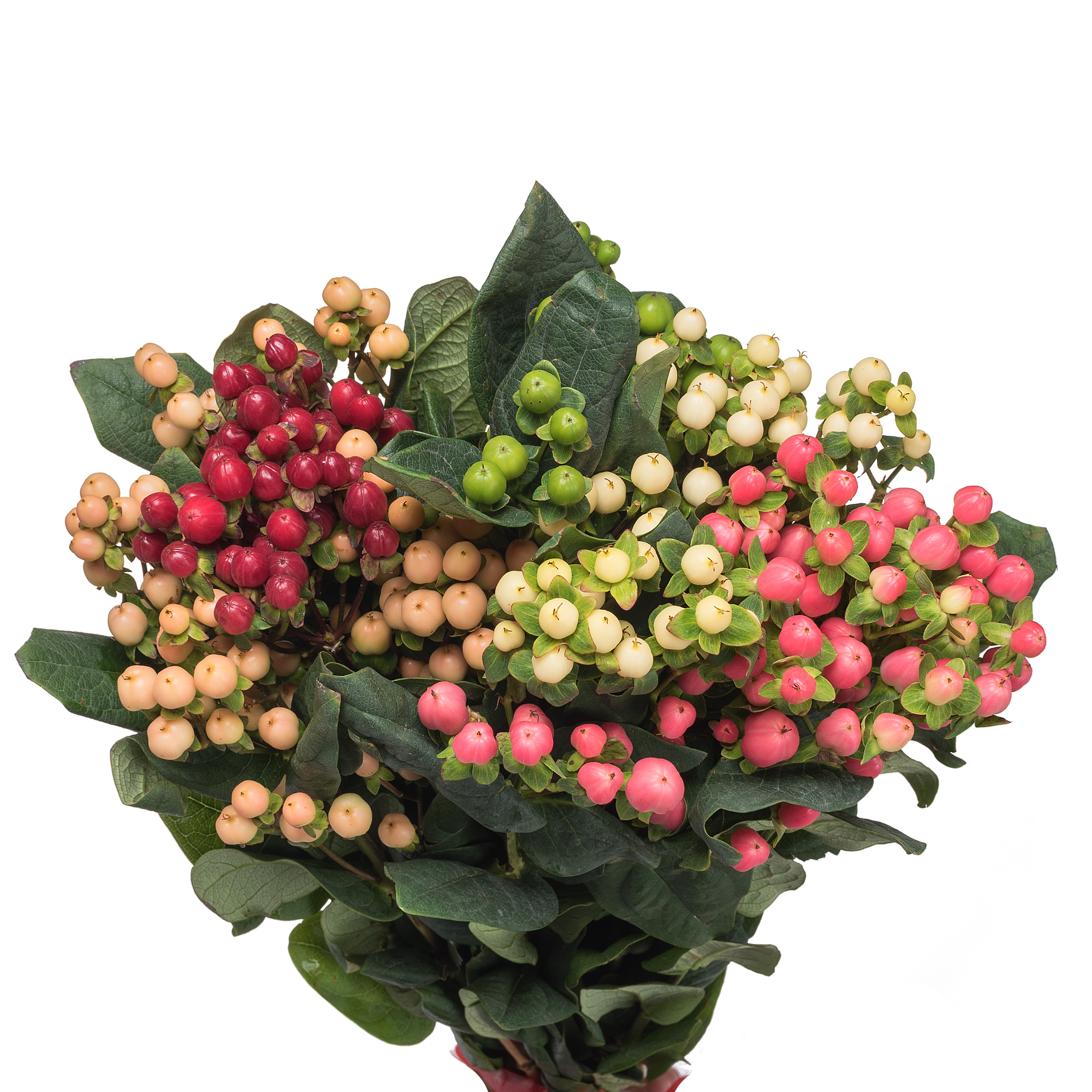 Гиперикум романс рейнбоу