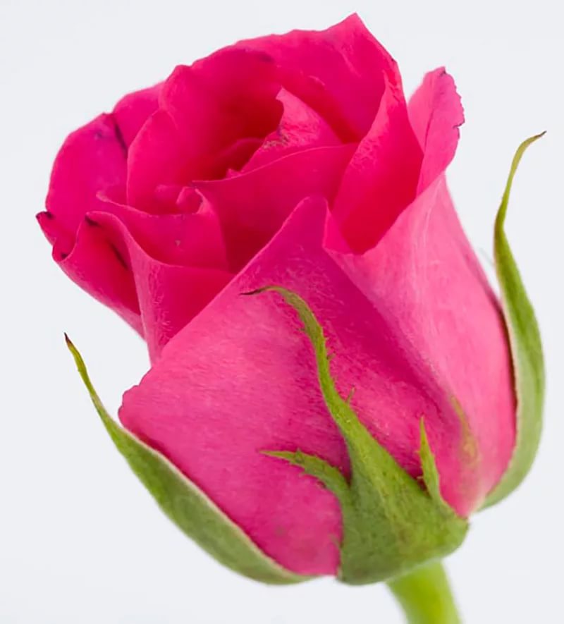Роза гр серайз