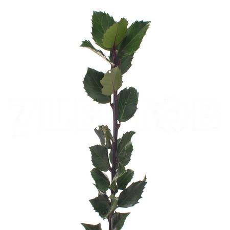 Илекс блу принц