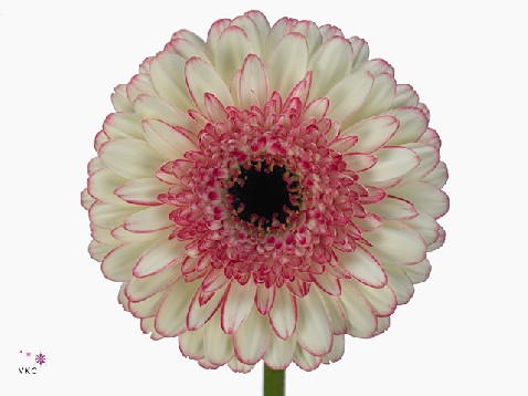 Гербера мини бибер