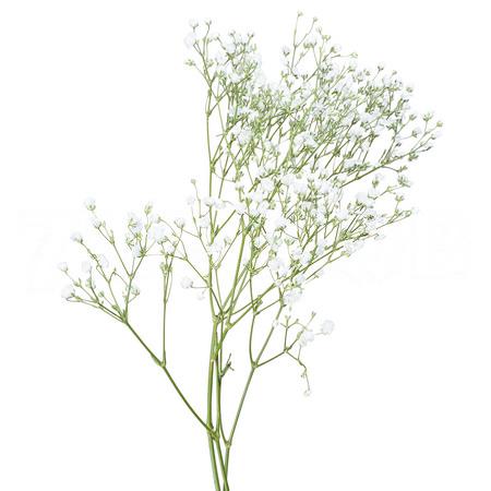 Гипсофила миллион старс