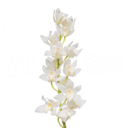 Цимбидиум мини белый в Новосибирске