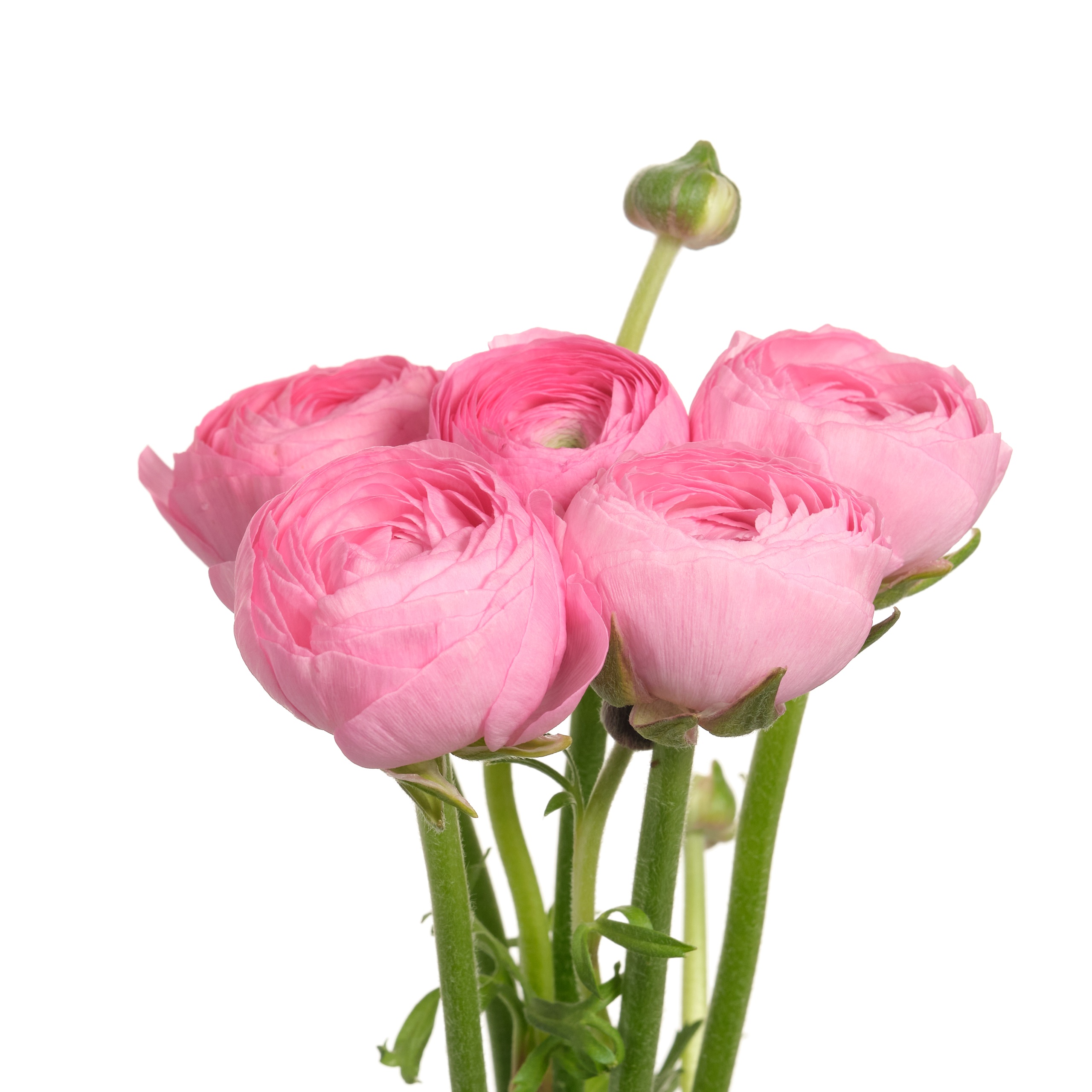 Ранункулус элеганс розовый