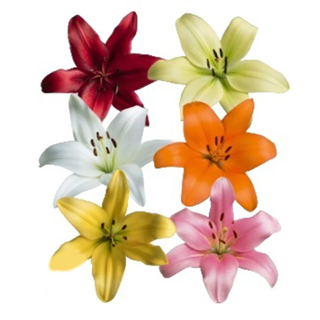 Lilium la-hybrid mix