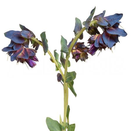 Восковник прайд оф гибралтар в Москве