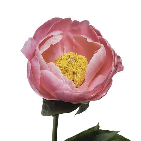 Пион салмон шиффон