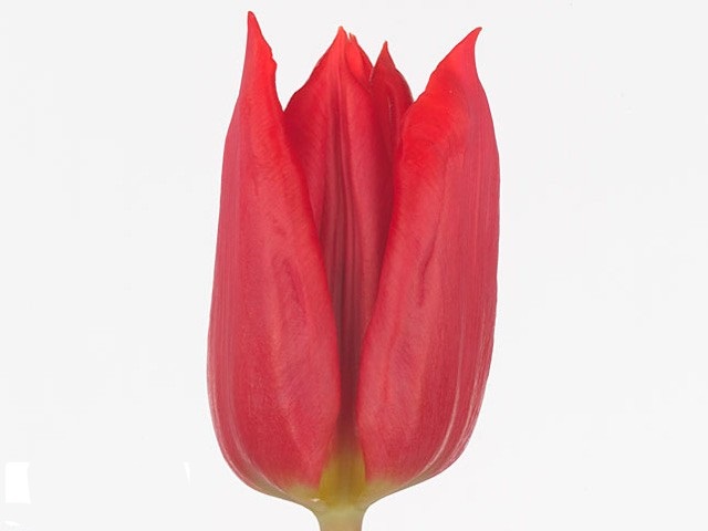 Tulip enkel prinses catharina-amalia