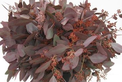 Blad Eucalyptus vrf rood