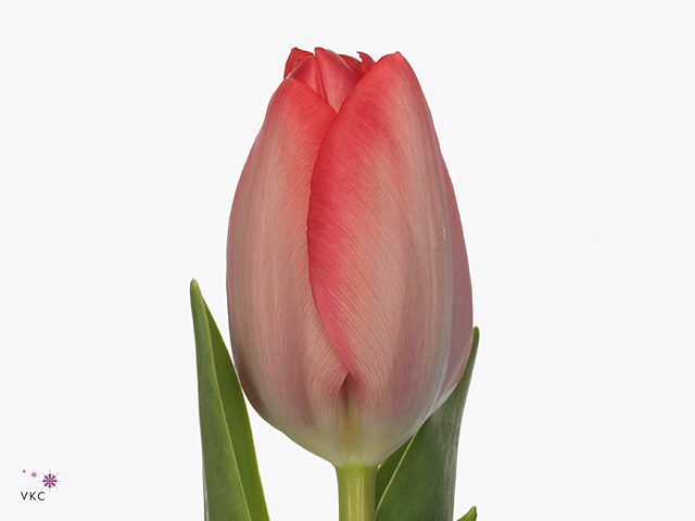 Тюльпан эн ван дирекшион в Москве