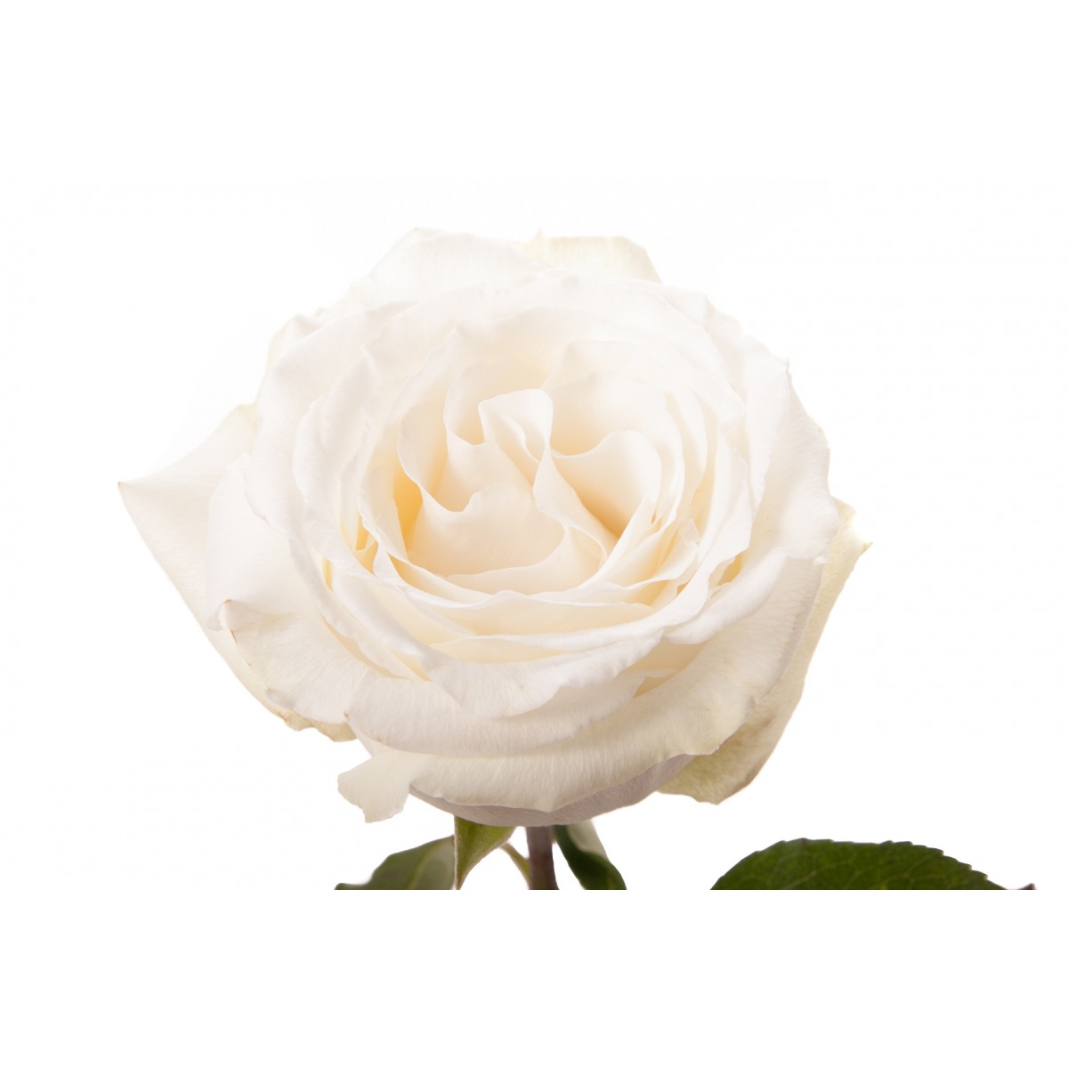 Роза однг вайт дав