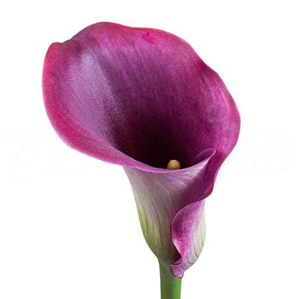 Zantedeschia captain promise