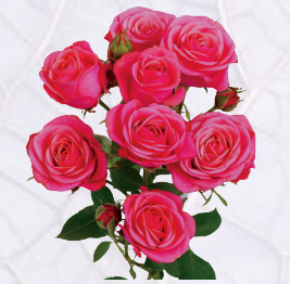 Rose spray mon amour