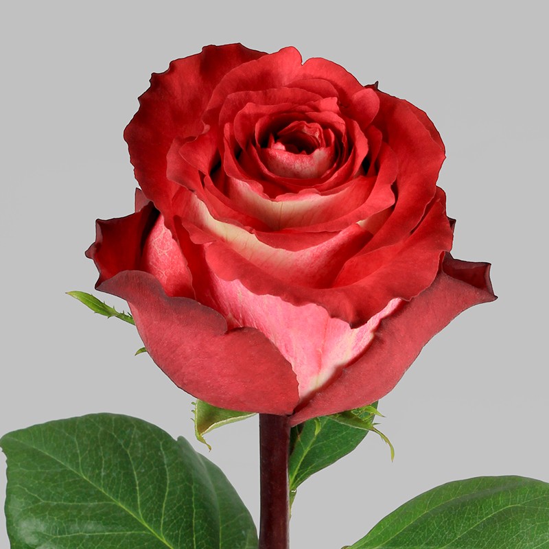 Роза гр игуазу