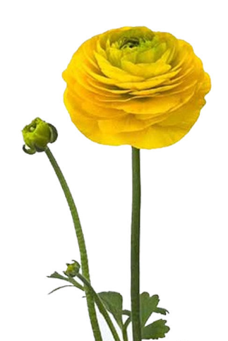 Ranunculus aazur yellow