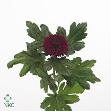 Chrysanthemum single kiev dark